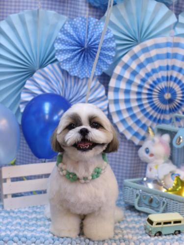 20231119みたらしちゃん